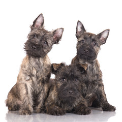 three cairn terrier puppies