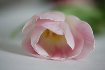 Breath of the pink tulip