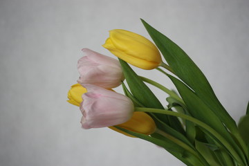 Pink & yellow tulips postcard