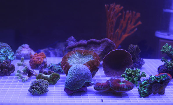 coral in aquarium