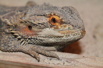 Bartagame