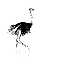 Ostrich sketch black for your design