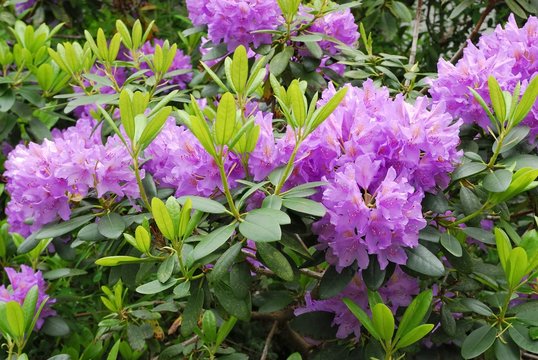 Blooming rhododendron