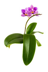 Violet orchid flower with leaves