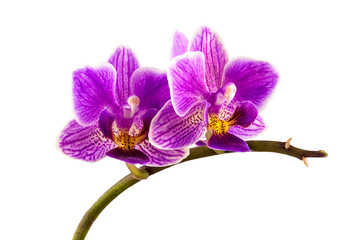 Violet streaked orchid flower