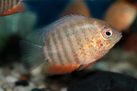 Severum (Cichlasoma severum) aquarium fish