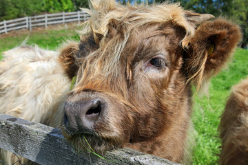 Close up of scottish highland cow in field