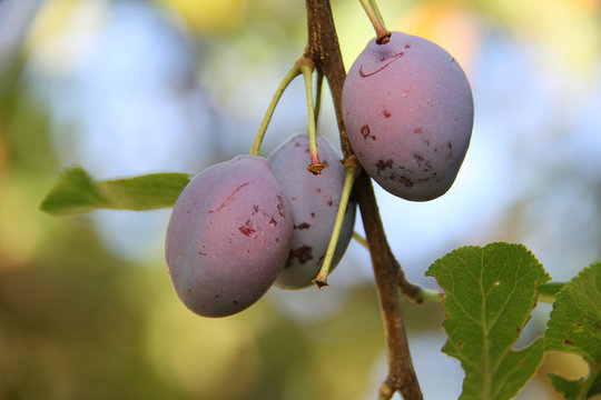 prunes