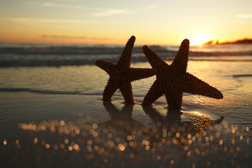 sea star starfish Silhouette on sunrise beach,  shallow dof - obrazy, fototapety, plakaty