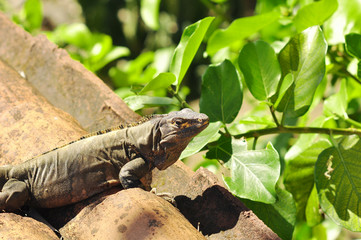 Iguana on rocks