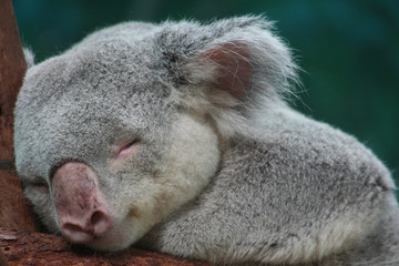 KOALA
