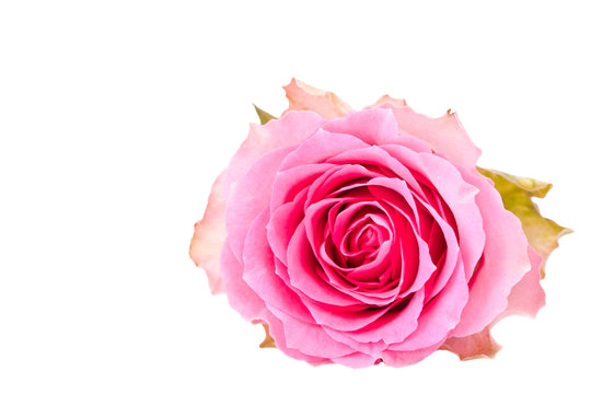 single pink rose isolated for withe background