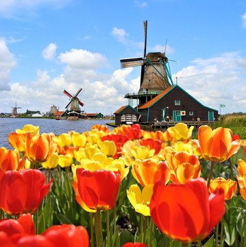 Dutch windmills with tulips at Zaanse Schans, Netherlands