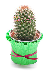 Cactus in the flowerpot