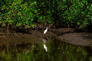 bird in tropical river