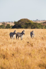 Naklejka na ściany i meble Zebras standing in the grass