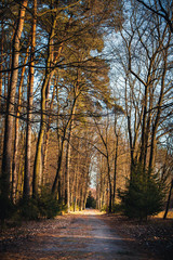 Fototapeta premium Dark green spruce alley overcast autumn day