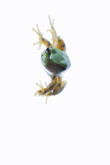 tree_frog026