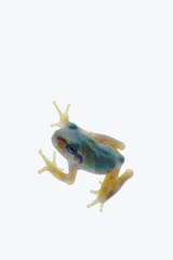 tree_frog048