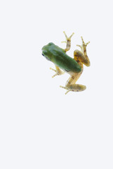 tree_frog093
