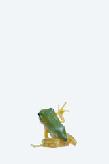 tree_frog097