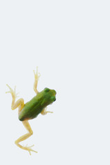 tree_frog107