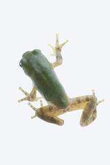 tree_frog121