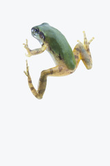 Fototapeta premium tree_frog123