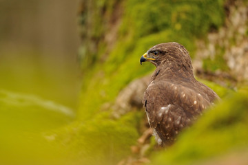 Common Buzzard in green nature
