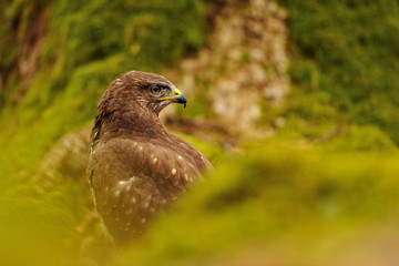 Common Buzzard in green nature