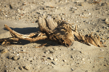 Driftwood on Beach