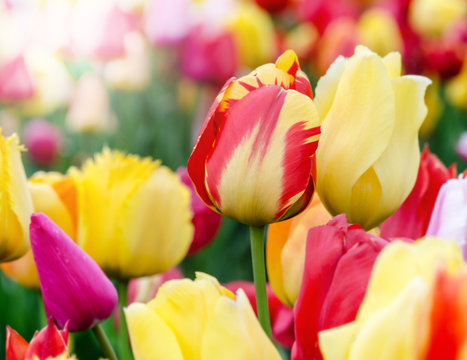 Frühling: bunte Tulpen :)