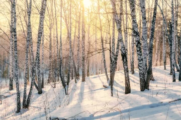 Foto op Plexiglas Zonsondergang in het winterbos © Sergey Belov