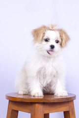 White poodle puppy. isolated on a white background