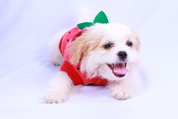 White poodle puppy wearing a red shirt. isolated on a white back