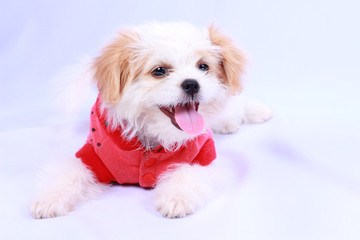 White poodle puppy wearing a red shirt. isolated on a white back