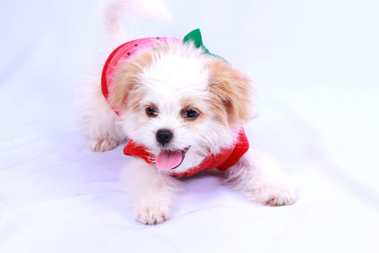 White Poodle Puppy Wearing A Red Shirt. Isolated On A White Back