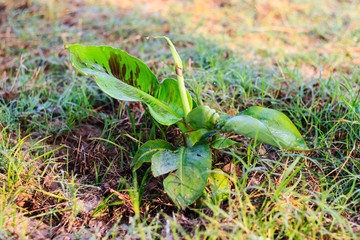 Banana tree