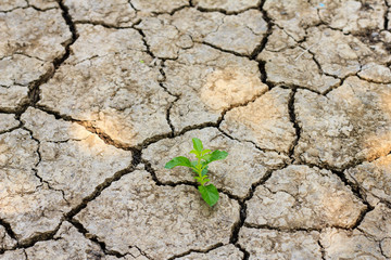 green tree growing through dry cracked soil