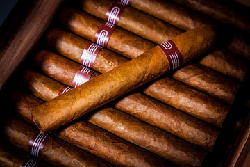 Cigars in humidor - obrazy, fototapety, plakaty