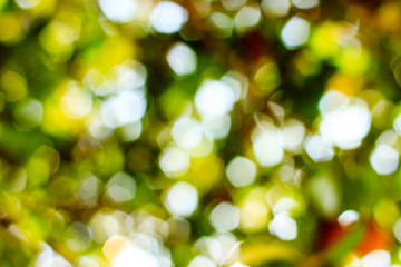 Obraz premium Natural Bokeh,blurred bokeh.