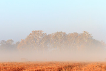 Fototapeta premium agricultural field