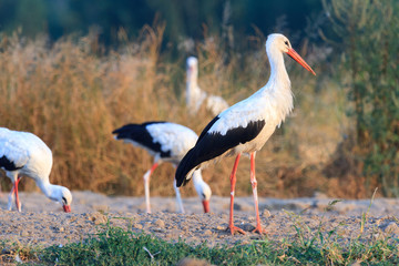 bird