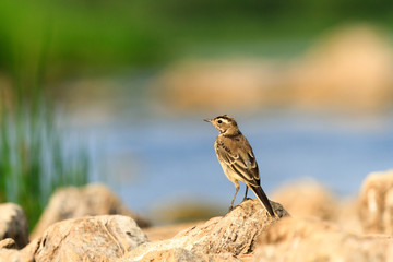 bird