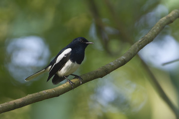 Obraz na płótnie Canvas Oriental magpie robin bird in Nepal