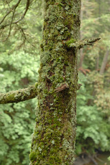 Old mossy tree