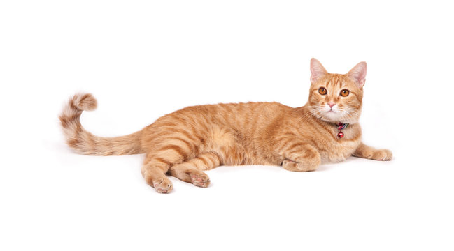 Thai Yellow Cat Isolated On White Background