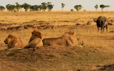 Masai Mara Lions