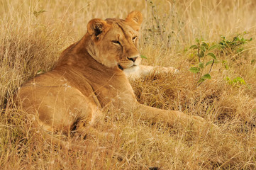 Fototapeta na wymiar Masai Mara Lion