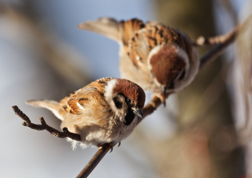 Sparrow in winter day
